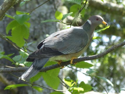 Closeup of Band-tailed Pigeon showing white collar and yellow feet and bill