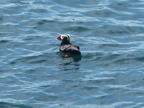 Tufted Puffin with its black body, white face, large orange bill, and yellow feathers on the head swimming in the water off Cape Flattery