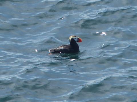 A Tufted Puffin is pictured swimming showing white clown-like face and bright orange bill