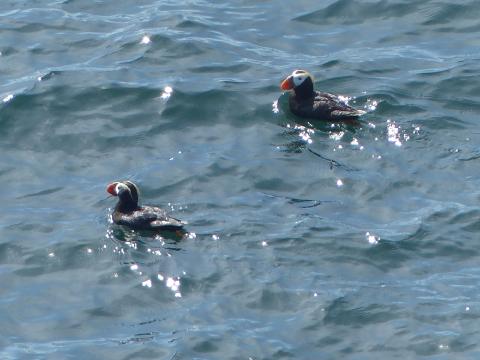 Two Tufted Puffins are shown swimming together during the breeding season as seen from Cape Flattery