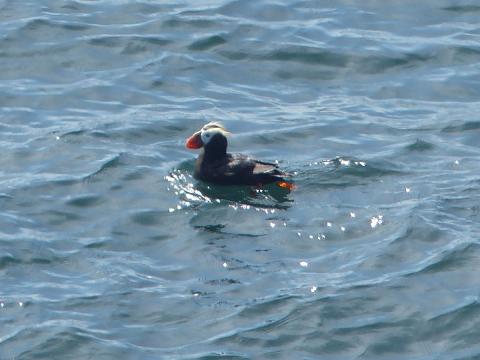 Tufted Puffin in breeding plumage showing the bulbous bright orange bill, white clown face, and tuft of yellow feathers 