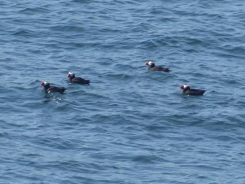 Four Tufted Puffins swimming, with black bodies, white "clown" faces, large orange bills, and a yellow plume on their head