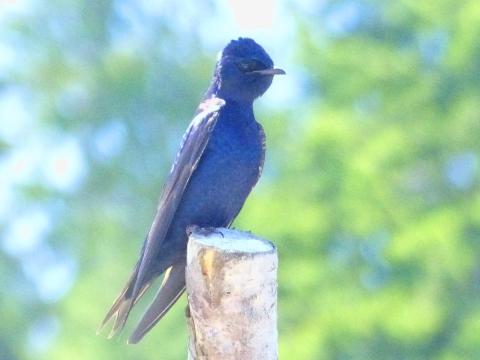 Male Purple Martin perched on the top of a stick showing his lovely purple color in the sun