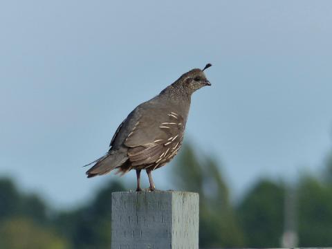 A much plainer female California Quail is pictured on the same fence as the male as photographed on a birding tour