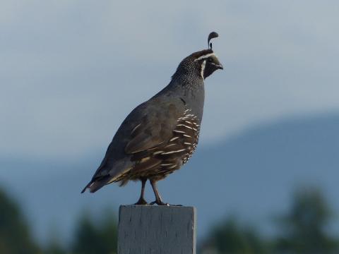 Male California Quai standing on a fencepost in with the sky in the background as photographed on a birding tour