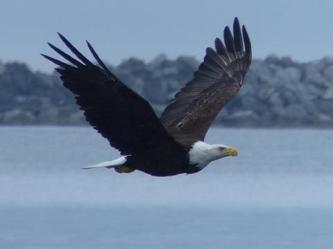 Adult Bald Eagle flying near the marina in Neah Bay