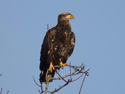 An immature Bald Eagle has a partially white head with mask of brown through the eye and some white speckling on the body