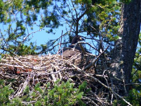 A Bald Eagle nest is shown in a conifer with immature bird sitting on the right side
