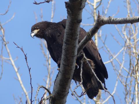 An all dark juvenile Bald Eagle sits perched in a tree