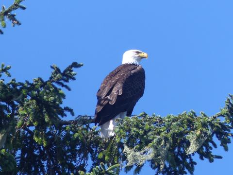 An adult Bald Eagle with all white head and tail sits in a conifer tree