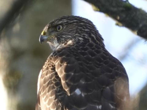 Closeup head and shoulder shot of an immature Cooper's Hawk that has a proportionately smaller looking eye on a larger head 