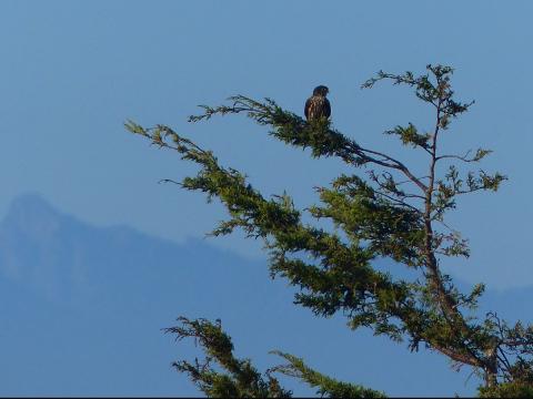 A Black Merlin is perched on a confier branch with the Olympic Mountains in the background