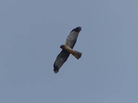 Male Northern Harrier Soaring shown from below so you can see white belly and wings with contrasting black wing tips