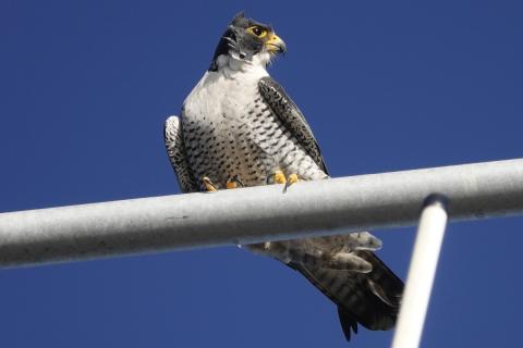 A Peregrine Falcon perches on a communication tower and has a black mask