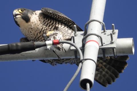 A Peregrine Falcon sits on communication tower with shorebird prey in talons