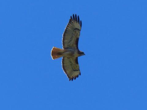 Red-tailed hawk flying showing the dark patagial mark on the leading edge of the wing