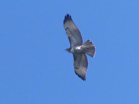 Juvenile red-tailed hawk showing a barred black and white tail but still showing the dark patagial mark on the leading edge of the wing