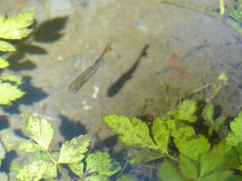 A Coho Salmon Fry swims in a flowing spring-fed wetland among aquatic vegetation