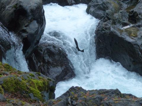 A Coho Salmon is pictured jumping up Salmon Cascade, which is like a mint-waterfall on the Sol Duc River