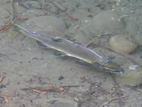 A Pink Salmon is shown from Railroad Bridge in shallow water with lots of sediment