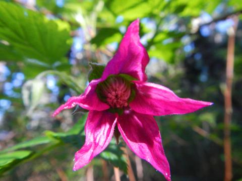 Closeup of a bright pink Salmonberry flower that is similar to a raspberry plant