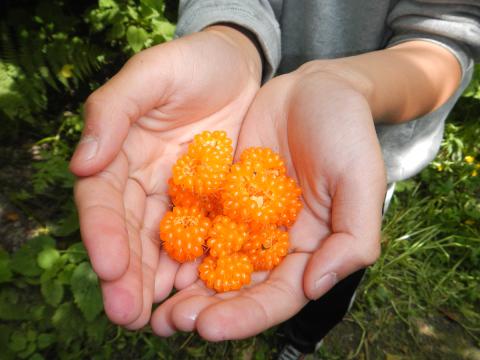 A handful of edible yellow Salmonberries that are similar to raspberries but have a different taste