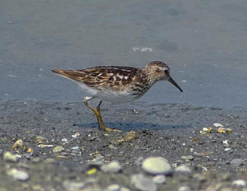 Least Sandpiper are some of the smallest shorebirds called peeps and have yellow legs