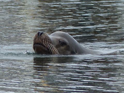 Close up of a California Sea Lion's head out of the water as it swims