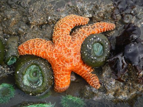 A large orange Common Star is nestled between two Giant Green Anemones on a rock wall