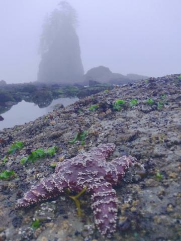 Common sea star on a seaweed covered rock in the foreground with a sea stack covered in trees in the foggy background.
