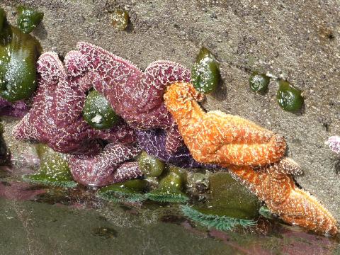 The side of a tidepool that includes tightly packed Common Stars that are purple and orange
