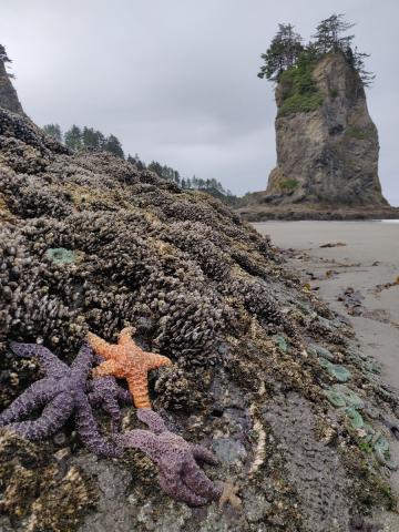 Common Stars and other intertidal creatures on a rocky beach with a sea stack in the distance