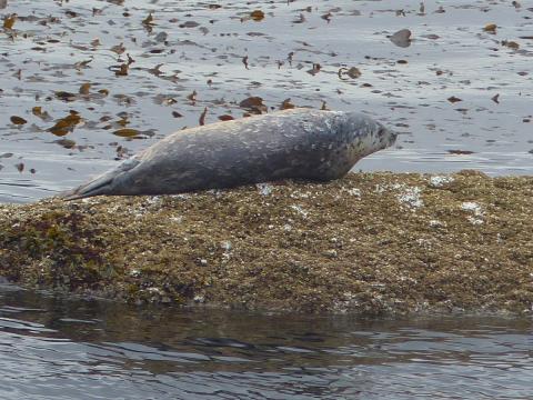 Harbor Seal hauled out is a common sight in the Port Angeles harbor