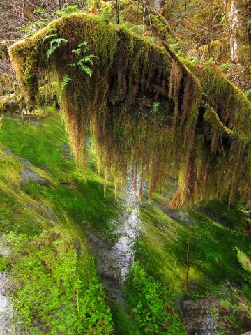 An limb overhangs a spring-fed stream that is covered in moss including curtain moss (Selaginella oregana)) 