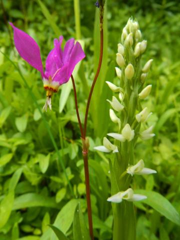 The Sierra ShootingSar has very distinctive purple-pink flowers and is next to a white orchid 