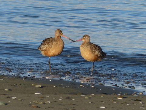 A pait of Marbled Godwits stand close together facing eachother with long upturned bills overlaping at the water's edge standing on one foot 