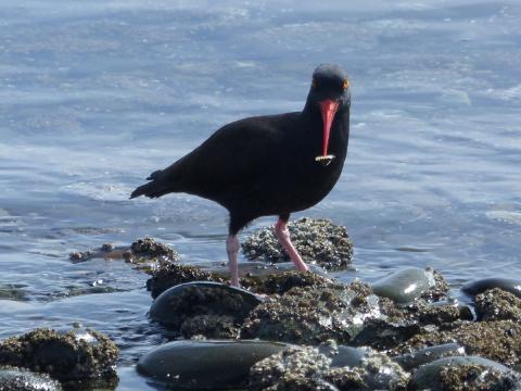 A Black Oystercatcher pauses for a moment after prying a limpet off a rock with its long red orange bill
