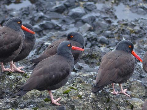 Black Oystercatchers standing on a rocky shorew shown as brown and black shorebirds with long bright orange bills and an orange border around the eye