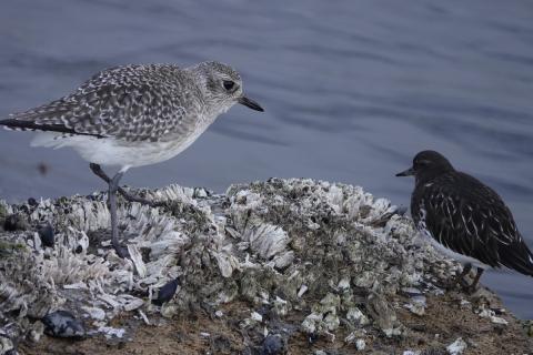 Black-bellied Plover is a plump shorebird with long legsa and a short bill, also pictured is a Black Turnstone that is smaller and all black