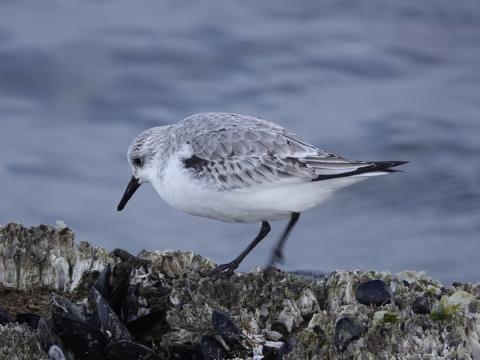 A small light colored shorebird, the Sanderling is Dunlin sized and has a shoulder patch on the wing