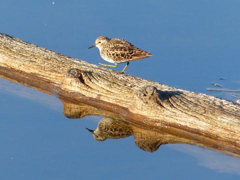 A Least Sandpiper walks on a floating log in a wetland and its clear shadow is in the water