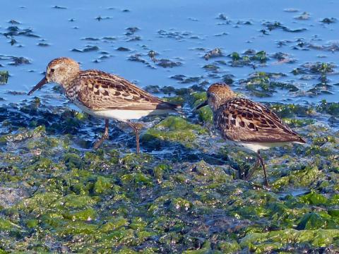 Closeup of two Western Sandpipers at the tide line on green seaweed 
