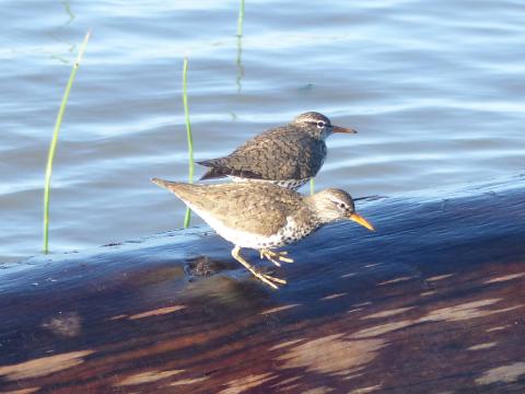 Two transitional plumage Spotted Sandpiper are foraging on a log over water