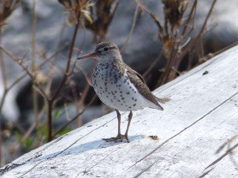 A breeding Spotted Sandpiper with spots on the chest and an orange bill standing on a log in the Elwha River Valley