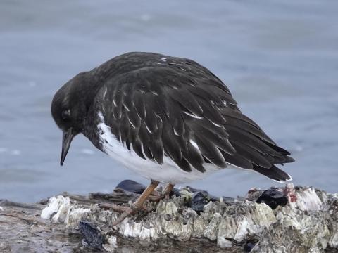 Closeup of a Black Turnstone standing on barnacles and foraging on a floating log