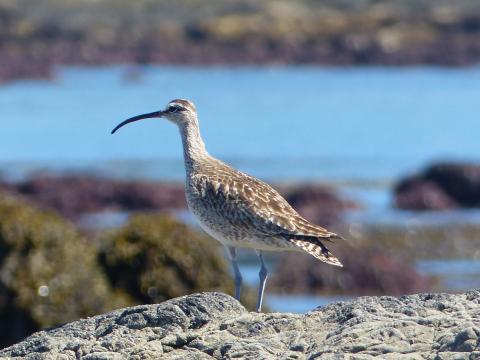 Whimbrel is a tall shorebird with a long downcurved bill but not as large as curlew