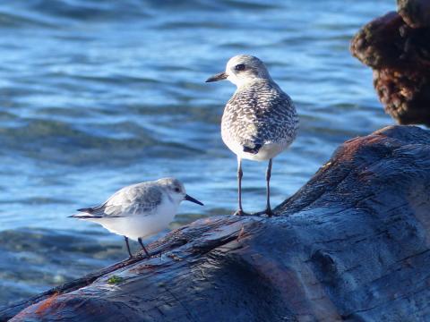 A Plover and Sanderling in nonbreeding plumage are shown on a beach log