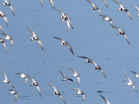 A flock of Dunlin and possibly other shorebirds are flying and many have a dark belly and are in breeding plumage
