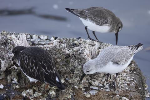 Black Turnstone, Dunlin, and Sanderling all forage on a floating log as seen from Ediz Hook in Port Angeles