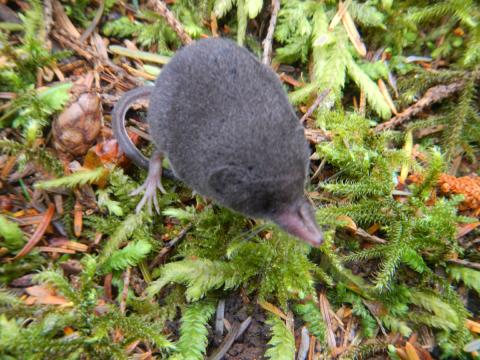 A tiny soft gray baby shrew is shown on the mossy forest floor 